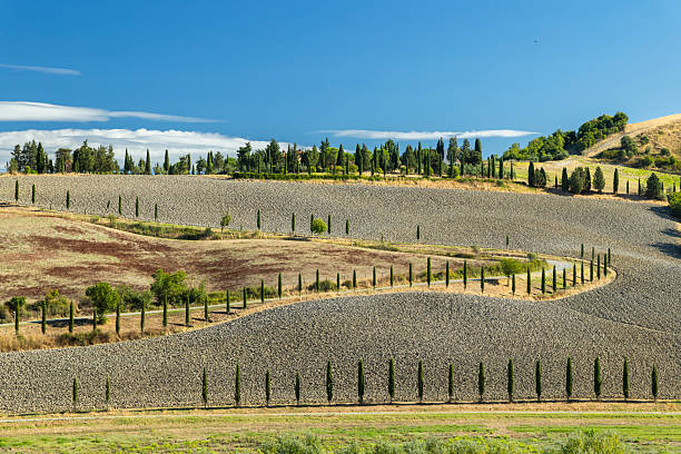 Strada di cipressi tra le colline toscane di Peccioli