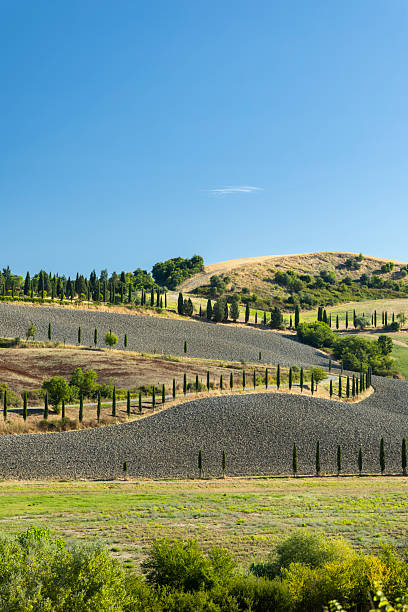 Colline toscane con filari di cipressi a Peccioli